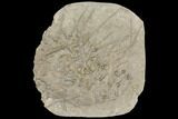 Partial Mississipian Echinoid (Archaeocidaris) - Missouri #145238-1